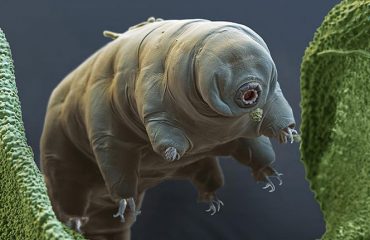 tardigrade-eye-of-science