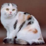 tortie