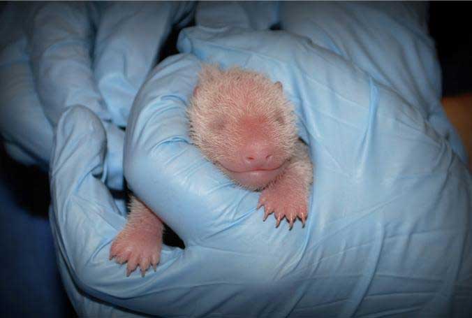 Boa Boa, veterinerlerin elinde ilk sağlık incelemesinden geçiyor. [Fotoğraf: Courtney Janney, AP/Smithsonian's National Zoo]