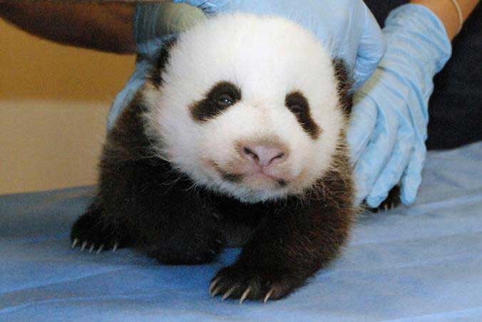 2013’teki sağlık kontrolünde Bao Bao’nun gözleri hafif açıktı ve seslere duyarlıydı. [Fotoğraf: Bill Clements, AP/Smithsonian's National Zoo] 