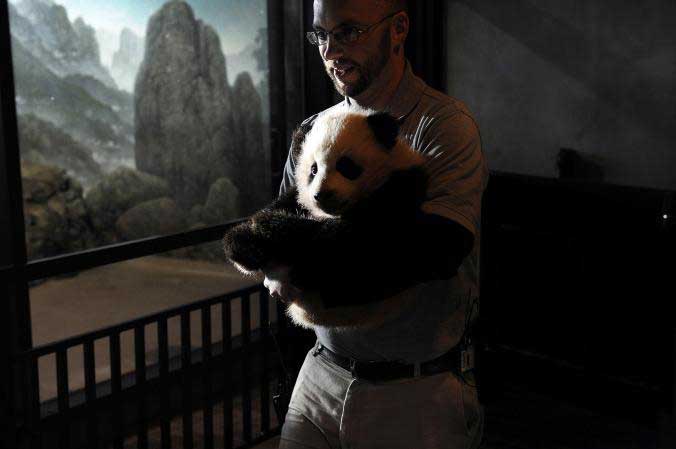 Hayvan bakıcısı Marty Dearie Bao Bao’yu kucağına almış.[Fotoğraf: Matt McClain, The Washington Post/Getty] 