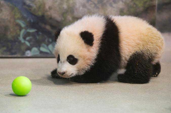 Dört buçuk aylık Bao Bao top peşinde koşturuyor. [Fotoğraf: Charles Dharapak, AP]
