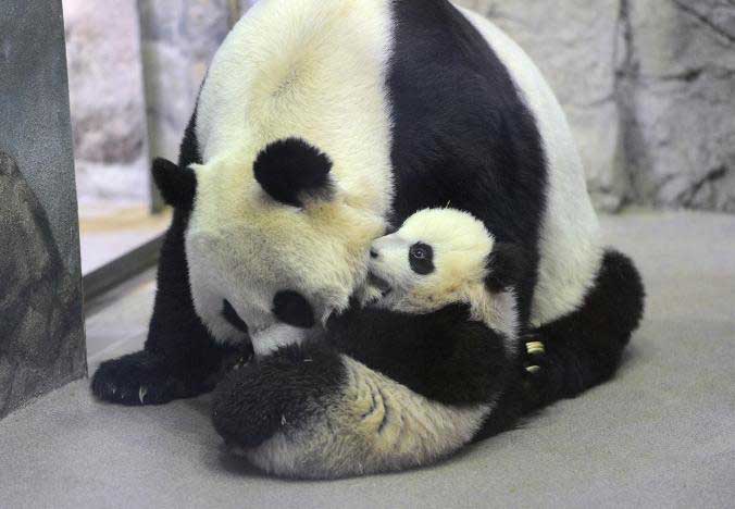 Anne Mei Xiang, yavrusu Bao Bao ile oynuyor. [Fotoğraf: Matt McClain, The Washington Post/Getty] 