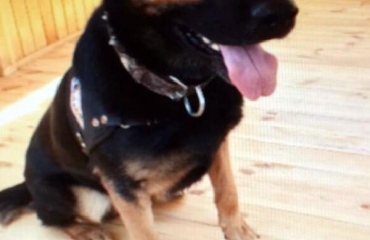 Özel eğitimli köpek ‘Efes’ ile uyuşturucu tacirlerine darbe vuruldu